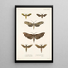 Insecta Lepidoptera Heterocera Pl 002 - Frederick DuCane Godman — inramlat konstverk på väggen
