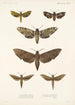 Insecta Lepidoptera Heterocera Pl 002 - Frederick DuCane Godman — vy av konstverket