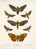 Insekter Lepidoptera Heterocera Pl 003 - Frederick Du Cane Godman — vy av konstverket