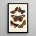 Insecta Lepidoptera Heterocera Pl 004 - Frederick DuCane Godman — inramlat konstverk på väggen