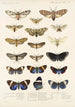 Insecta Lepidoptera Heterocera Pl 010 - Frederick DuCane Godman — vy av konstverket