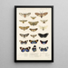 Insecta Lepidoptera Heterocera Pl 010 - Frederick DuCane Godman — inramlat konstverk på väggen