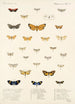 Insecta Lepidoptera Heterocera Pl 013 - Frederick DuCane Godman — vy av konstverket