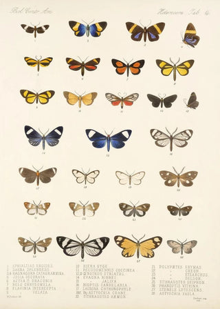 Frederick DuCane Godman - Insecta LepidopteraHeterocera Pl 014.webp