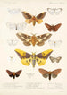 Insecta Lepidoptera Heterocera Pl 015 - Frederick DuCane Godman — vy av konstverket