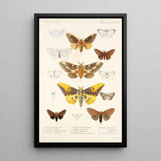 Frederick DuCane Godman - Insecta LepidopteraHeterocera Pl 015.webp