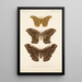 Insecta Lepidoptera Heterocera Pl 019 - Frederick DuCane Godman — inramlat konstverk på väggen