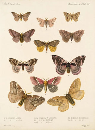 Frederick DuCane Godman - Insecta LepidopteraHeterocera Pl 020.webp