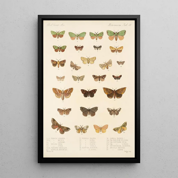 Frederick DuCane Godman - Insecta LepidopteraHeterocera Pl 023.webp