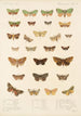 Insecta Lepidoptera Heterocera Pl 023 - Frederick DuCane Godman — vy av konstverket