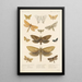 Insecta Lepidoptera Heterocera Pl 024 - Frederick DuCane Godman — inramlat konstverk på väggen
