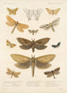 Insecta Lepidoptera Heterocera Pl 024 - Frederick DuCane Godman — vy av konstverket