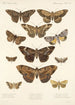 Insecta Lepidoptera Heterocera Pl 032 - Frederick DuCane Godman — vy av konstverket