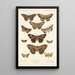 Insecta Lepidoptera Heterocera Pl 032 - Frederick DuCane Godman — inramlat konstverk på väggen