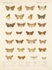 Insekter Lepidoptera Heterocera Pl 047 - Frederick Du Cane Godman — vy av konstverket