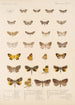 Insecta Lepidoptera Heterocera Pl 055 - Frederick DuCane Godman — vy av konstverket