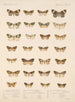 Insekter Lepidoptera Heterocera Pl 056 - Frederick Du Cane Godman — vy av konstverket
