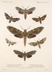 Insecta Lepidoptera Heterocera Pl 065 - Frederick DuCane Godman — vy av konstverket