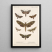 Insecta Lepidoptera Heterocera Pl 065 - Frederick DuCane Godman — inramlat konstverk på väggen