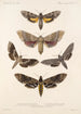 Insecta Lepidoptera Heterocera Pl 067 - Frederick DuCane Godman — vy av konstverket