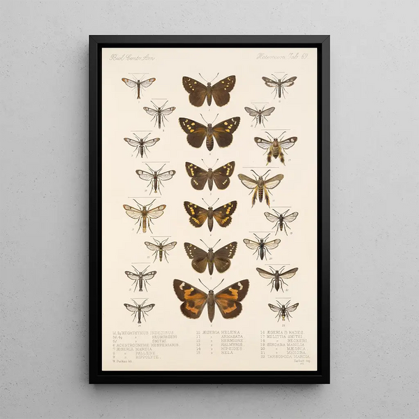Frederick DuCane Godman - Insecta LepidopteraHeterocera Pl 069.webp
