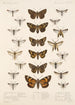 Insecta Lepidoptera Heterocera Pl 069 - Frederick DuCane Godman — vy av konstverket