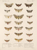 Insekter Lepidoptera Heterocera Pl 075 - Frederick Du Cane Godman — vy av konstverket