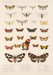 Insecta Lepidoptera Heterocera Pl 077 - Frederick DuCane Godman — vy av konstverket