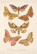 Insecta Lepidoptera Heterocera Pl 080 - Frederick DuCane Godman — vy av konstverket