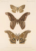 Insecta Lepidoptera Heterocera Pl 084 - Frederick DuCane Godman — vy av konstverket