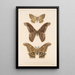 Insecta Lepidoptera Heterocera Pl 084 - Frederick DuCane Godman — inramlat konstverk på väggen