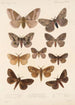 Insecta Lepidoptera Heterocera Pl 085 - Frederick DuCane Godman — vy av konstverket