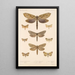 Insecta Lepidoptera Heterocera Pl 089 - Frederick DuCane Godman — inramlat konstverk på väggen