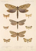 Insecta Lepidoptera Heterocera Pl 089 - Frederick DuCane Godman — vy av konstverket