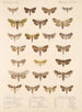 Insecta Lepidoptera Heterocera Pl 090 - Frederick DuCane Godman — vy av konstverket