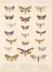 Insecta Lepidoptera Heterocera Pl 091 - Frederick DuCane Godman — vy av konstverket