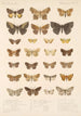 Insecta Lepidoptera Heterocera Pl 098 - Frederick DuCane Godman — vy av konstverket
