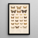 Insecta Lepidoptera Heterocera Pl 098 - Frederick DuCane Godman — inramlat konstverk på väggen