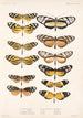 Insecta Lepidoptera Rhopalocera Pl 001 - Frederick DuCane Godman — vy av konstverket