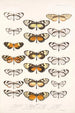 Insecta Lepidoptera Rhopalocera Pl 005 - Frederick DuCane Godman — vy av konstverket
