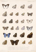 Insecta Lepidoptera Rhopalocera Pl 008 - Frederick DuCane Godman — vy av konstverket