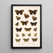 Insecta Lepidoptera Rhopalocera Pl 009 - Frederick DuCane Godman — inramlat konstverk på väggen