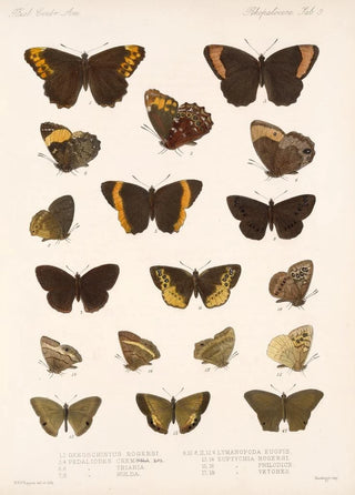 Frederick DuCane Godman - Insecta LepidopteraRhopalocera Pl 009.webp
