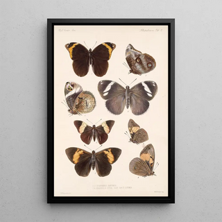Frederick DuCane Godman - Insecta LepidopteraRhopalocera Pl 012.webp