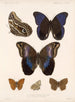 Insekter Lepidoptera Rhopalocères Pl 015 - Frederick Du Cane Godman — vy av konstverket