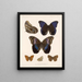 Insekter Lepidoptera Rhopalocères Pl 015 - Frederick Du Cane Godman — inramlat konstverk på väggen