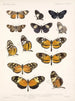 Insekter Lepidoptera Rhopalocera Pl 016 - Frederick Du Cane Godman — vy av konstverket