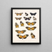 Insekter Lepidoptera Rhopalocera Pl 016 - Frederick Du Cane Godman — inramlat konstverk på väggen