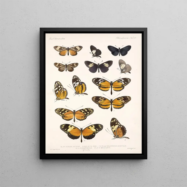 Insekter Lepidoptera Rhopalocera Pl 016 - Frederick Du Cane Godman — inramlat konstverk på väggen