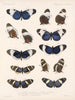 Insekter Lepidoptera Rhopalocères Pl 018 - Frederick Du Cane Godman — vy av konstverket